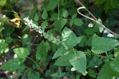 Scutellaria columnae