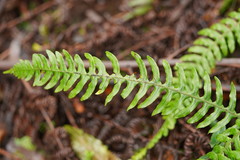 Blechnum chambersii
