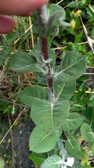 Verbascum gnaphalodes