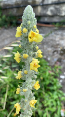 Verbascum gnaphalodes