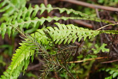 Blechnum chambersii