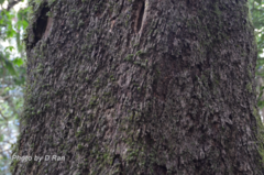 Lithocarpus fenestratus