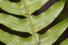 Blechnum chambersii