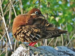 Zenaida galapagoensis