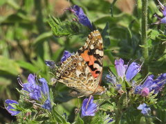 Vanessa cardui