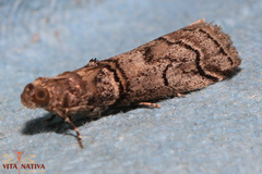 Acrobasis romanella