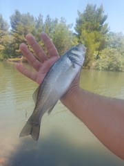Dicentrarchus labrax
