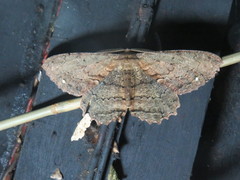 Chorodna creataria