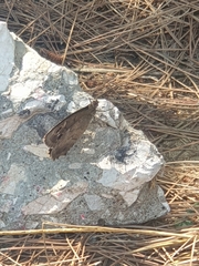 Hipparchia statilinus