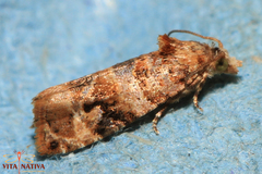 Lobesia botrana