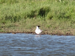 Chroicocephalus ridibundus