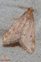 Bostra obsoletalis