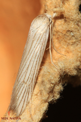 Pterolonche albescens