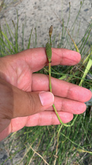 Equisetum ramosissimum