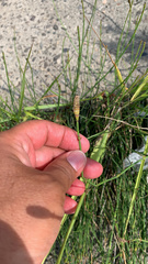 Equisetum ramosissimum