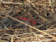 Crocothemis erythraea