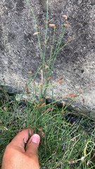 Equisetum ramosissimum