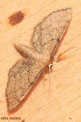 Idaea infirmaria