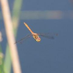 Sympetrum striolatum