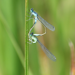 Ischnura elegans