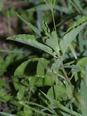 Asclepias oenotheroides