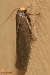 Achroia grisella