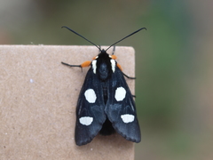 Androloma disparata