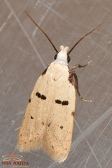 Stibaromacha ratella