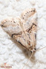 Zebeeba falsalis