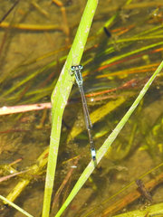 Ischnura elegans