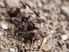 Cixius cunicularius