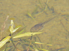 Pelophylax