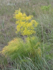 Ferula songarica