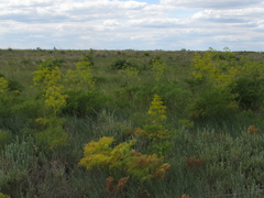 Ferula songarica