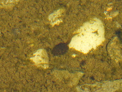 Pelophylax