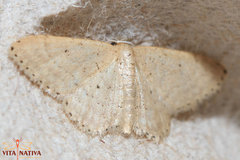 Idaea belemiata