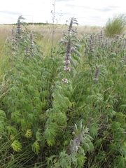 Leonurus glaucescens