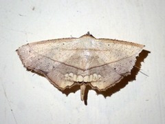 Nicevillea epiplemoides