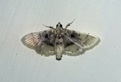 Noctuelia