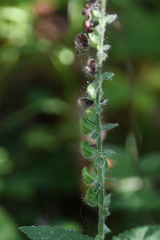 Scutellaria columnae