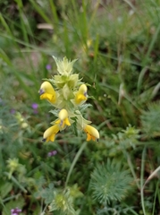 Rhinanthus mediterraneus