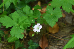 Geranium versicolor