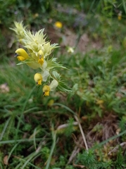 Rhinanthus mediterraneus