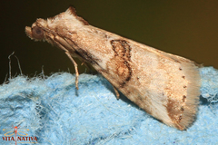Zebeeba falsalis
