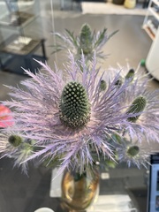 Eryngium alpinum