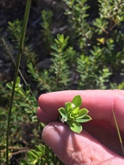 Pimelea leptospermoides