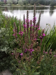 Lythrum salicaria