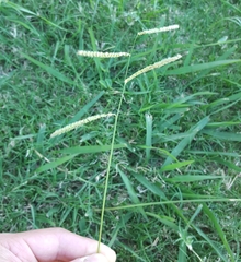Paspalum dilatatum
