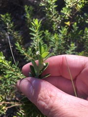 Pimelea leptospermoides