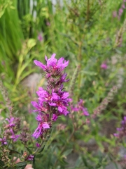 Lythrum salicaria